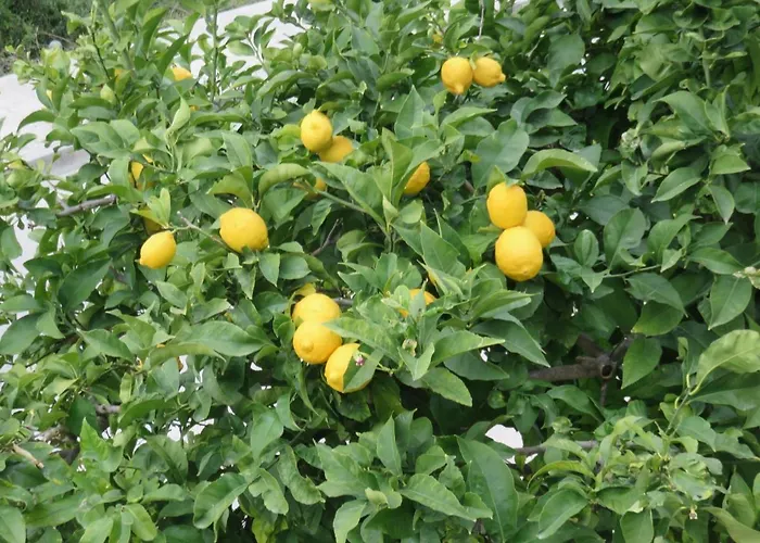 Hvar 11427a Lägenhet Hvar Town